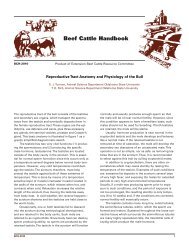 Anatomy and physiology of a bull's reproductive ... - Iowa Beef Center