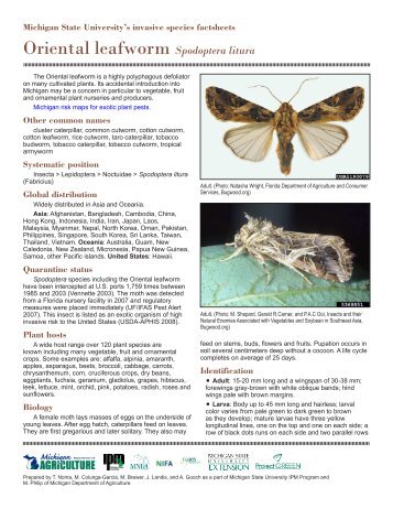 Spodoptera litura - Michigan State University: Integrated Pest ...