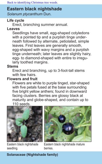 Eastern black nightshade