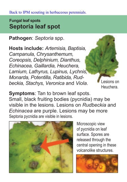 Septoria leaf spot