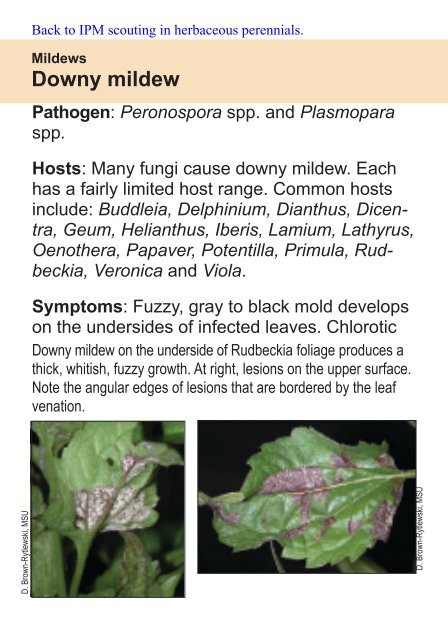 Downy mildew