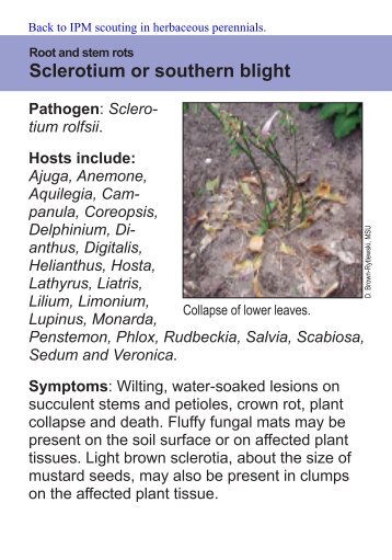 Sclerotium or southern blight