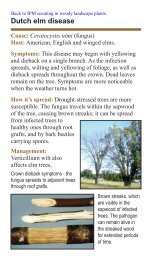 Dutch elm disease