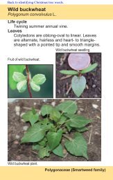 Wild buckwheat