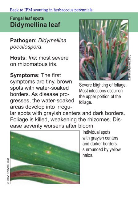 Didymellina leaf spot