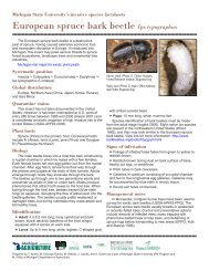 European spruce bark beetle Ips typographus - Michigan State ...