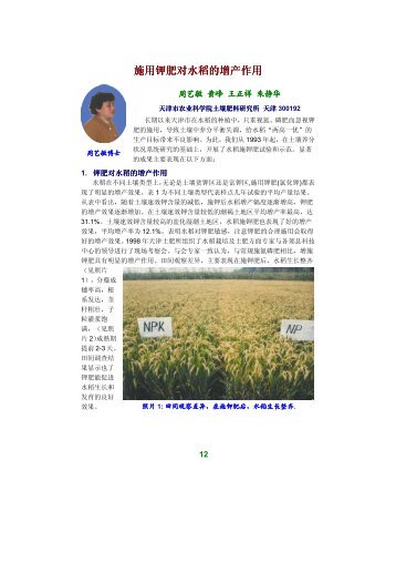 施用钾肥对水稻的增产作用