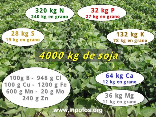 Criterios para el manejo de la fertilización del cultivo de soja