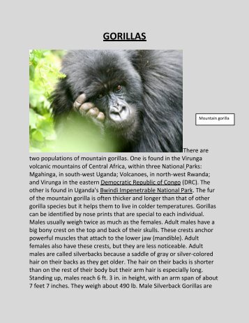 GORILLAS