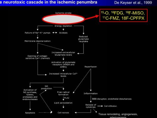 The neurotoxic cascade in the ischemic penumbra