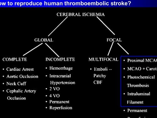 The neurotoxic cascade in the ischemic penumbra