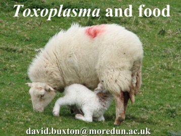 Risk of toxoplasmosis related to foodstuff