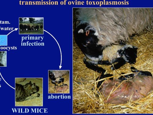 Risk of toxoplasmosis related to foodstuff