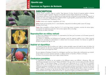 Opuntia spp. Oponces ou Figuiers de Barbarie