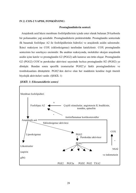 gastroenteropankreatik nÃ¶roendokrin tÃ¼mÃ¶rlerde cox-2 ekspresyon