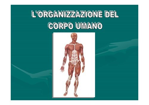 Organizzazione Del Corpo Umano Istituto Sant Anna