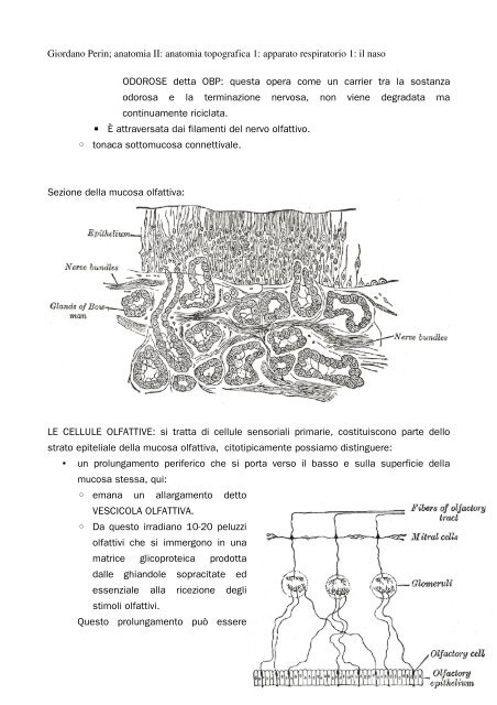 APPUNTI DI ANATOMIA II - Istituto Comprensivo "G. Palatucci"