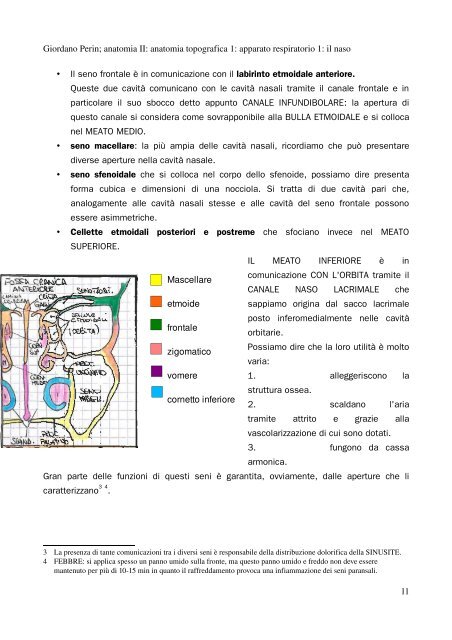 APPUNTI DI ANATOMIA II - Istituto Comprensivo "G. Palatucci"