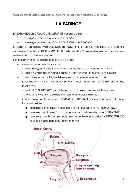 APPUNTI DI ANATOMIA II - Istituto Comprensivo "G. Palatucci"