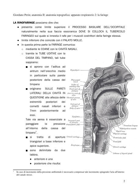 APPUNTI DI ANATOMIA II - Istituto Comprensivo "G. Palatucci"