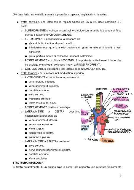 APPUNTI DI ANATOMIA II - Istituto Comprensivo "G. Palatucci"