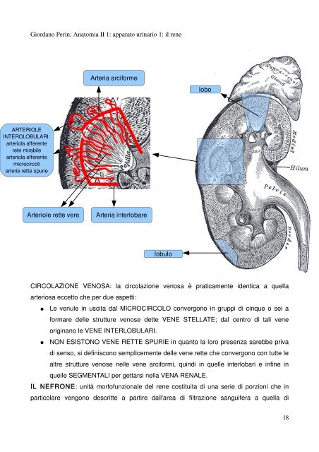 APPUNTI DI ANATOMIA II - Istituto Comprensivo "G. Palatucci"