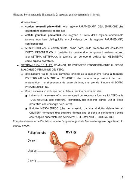 APPUNTI DI ANATOMIA II - Istituto Comprensivo "G. Palatucci"