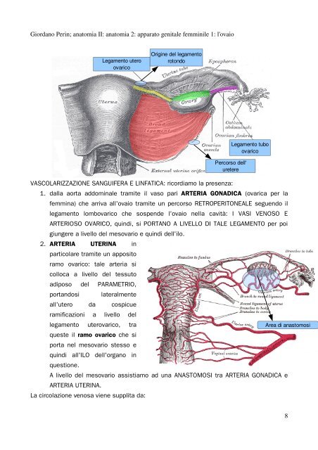 APPUNTI DI ANATOMIA II - Istituto Comprensivo "G. Palatucci"