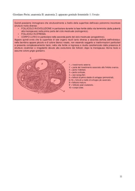 APPUNTI DI ANATOMIA II - Istituto Comprensivo "G. Palatucci"