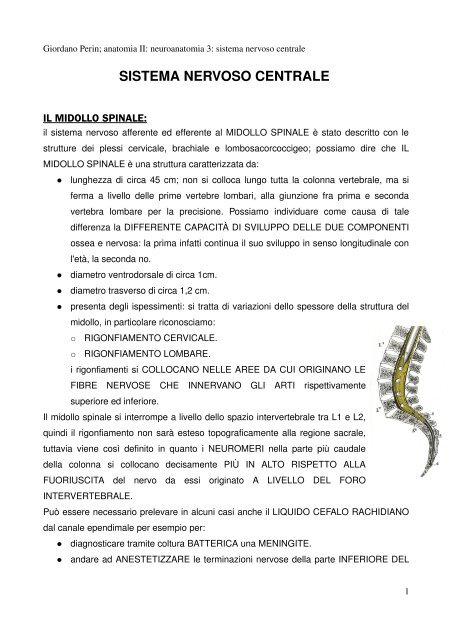 APPUNTI DI ANATOMIA II - Istituto Comprensivo "G. Palatucci"