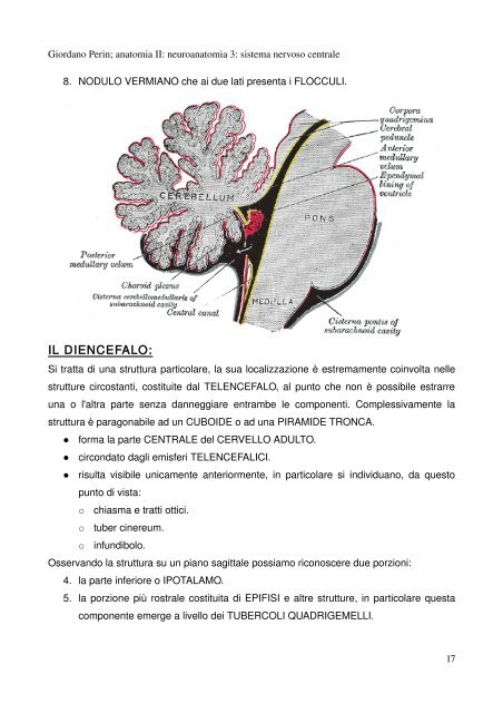 APPUNTI DI ANATOMIA II - Istituto Comprensivo "G. Palatucci"