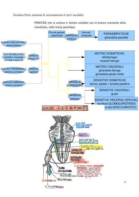 APPUNTI DI ANATOMIA II - Istituto Comprensivo "G. Palatucci"