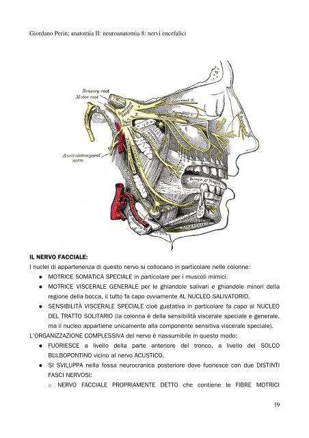 APPUNTI DI ANATOMIA II - Istituto Comprensivo "G. Palatucci"