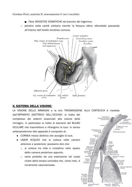 APPUNTI DI ANATOMIA II - Istituto Comprensivo "G. Palatucci"