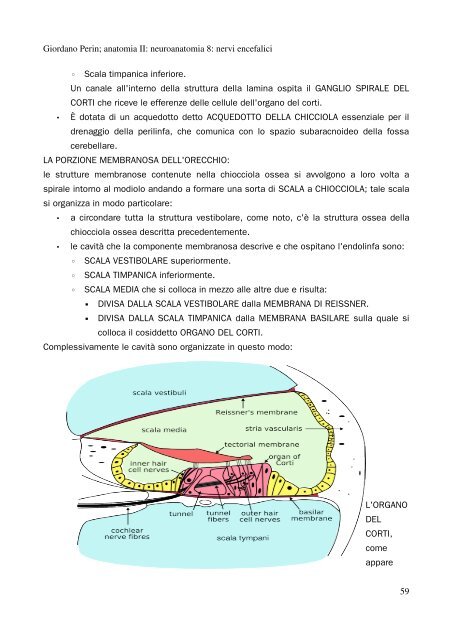 APPUNTI DI ANATOMIA II - Istituto Comprensivo "G. Palatucci"