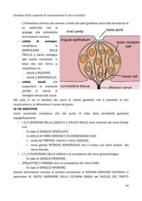 APPUNTI DI ANATOMIA II - Istituto Comprensivo "G. Palatucci"