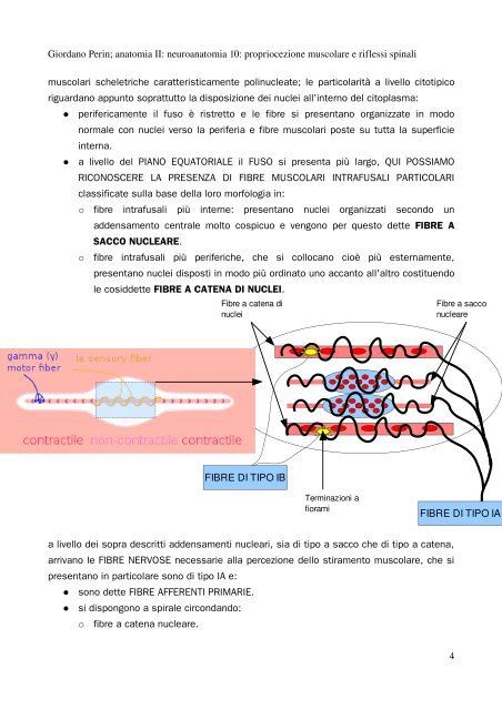 APPUNTI DI ANATOMIA II - Istituto Comprensivo "G. Palatucci"