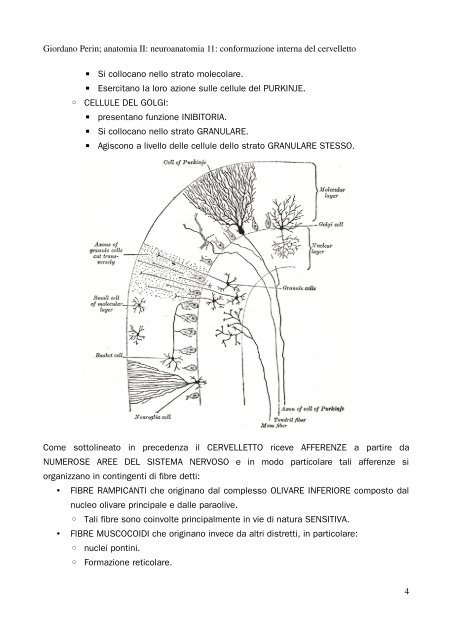 APPUNTI DI ANATOMIA II - Istituto Comprensivo "G. Palatucci"