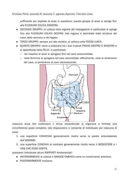 APPUNTI DI ANATOMIA II - Istituto Comprensivo "G. Palatucci"