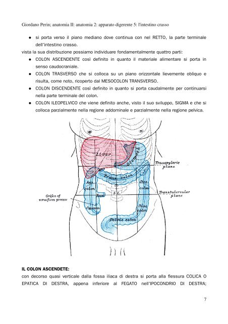 APPUNTI DI ANATOMIA II - Istituto Comprensivo "G. Palatucci"