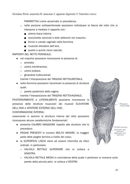 APPUNTI DI ANATOMIA II - Istituto Comprensivo "G. Palatucci"