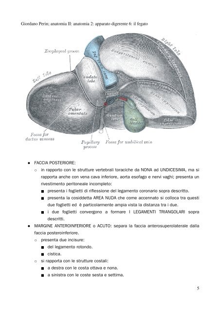 APPUNTI DI ANATOMIA II - Istituto Comprensivo "G. Palatucci"