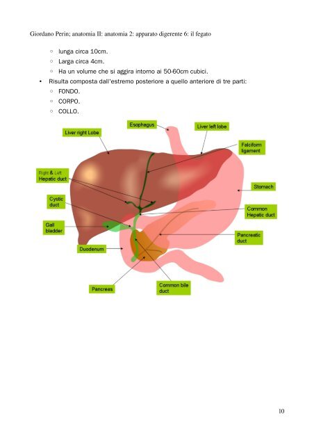 APPUNTI DI ANATOMIA II - Istituto Comprensivo "G. Palatucci"