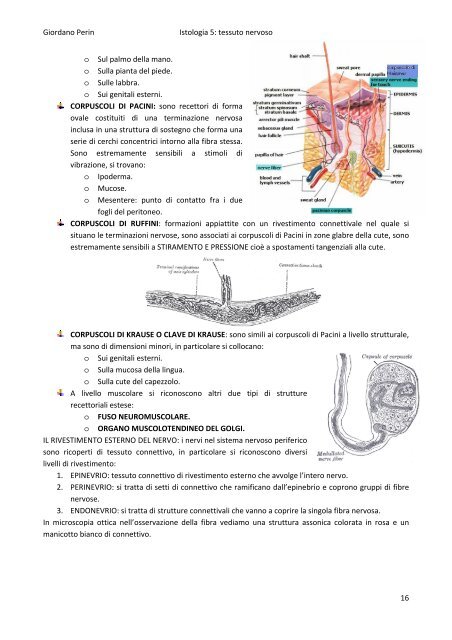 APPUNTI DI ISTOLOGIA aa 2007/2008 Giordano Perin - Istituto ...