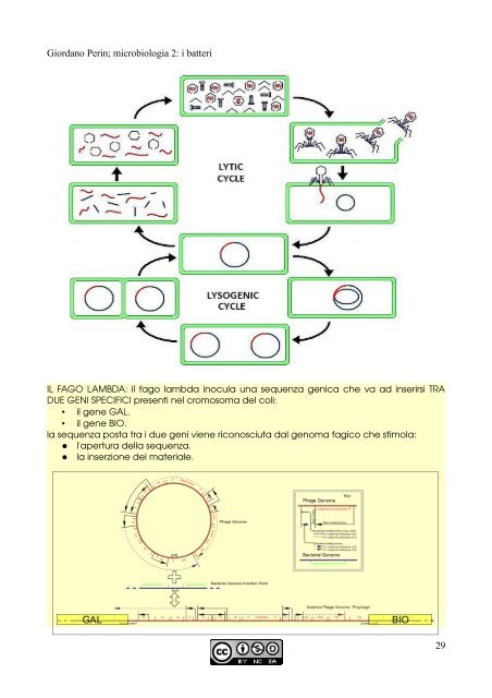 APPUNTI DI MICROBIOLOGIA - Istituto Comprensivo "G. Palatucci"