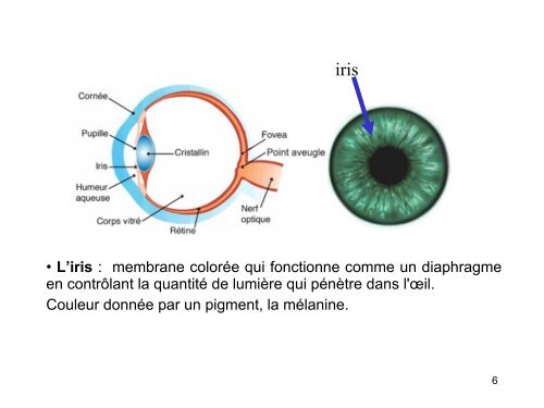 Chapitre 3 - Le systeme visuel humain.pdf - IUT d'Arles