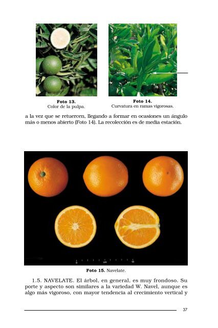 reconocimiento de variedades de cÃ­tricos en campo - IVIA