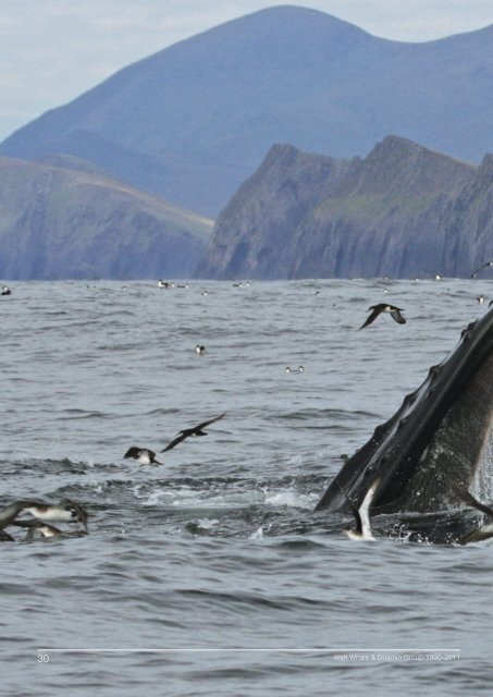 published a review - Irish Whale and Dolphin Group