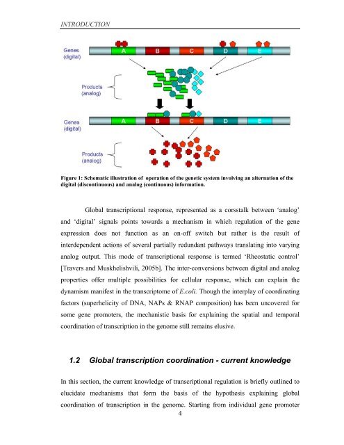 Coordinated regulation of gene expression by E ... - Jacobs University