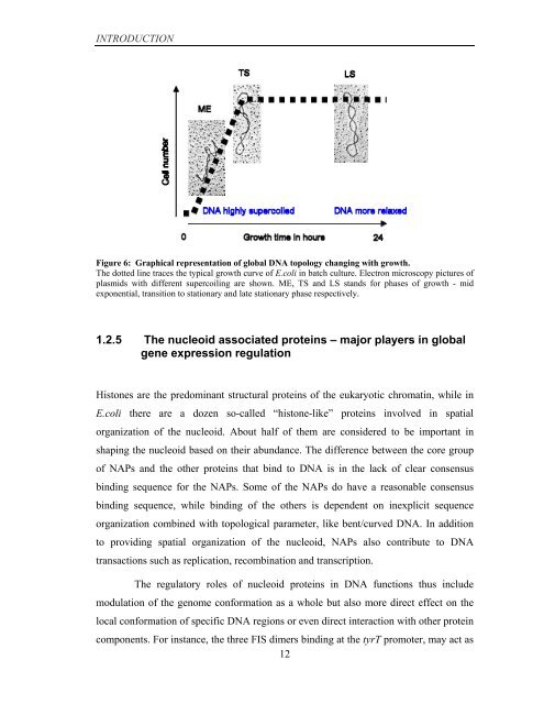 Coordinated regulation of gene expression by E ... - Jacobs University